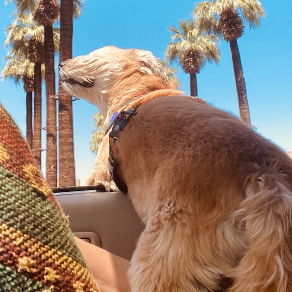 Meet your Posher, Jennifer - Picture 2 of 2